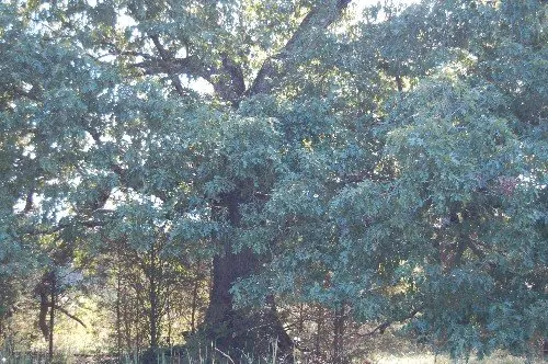 Byrd Family Trust — listing photo 27